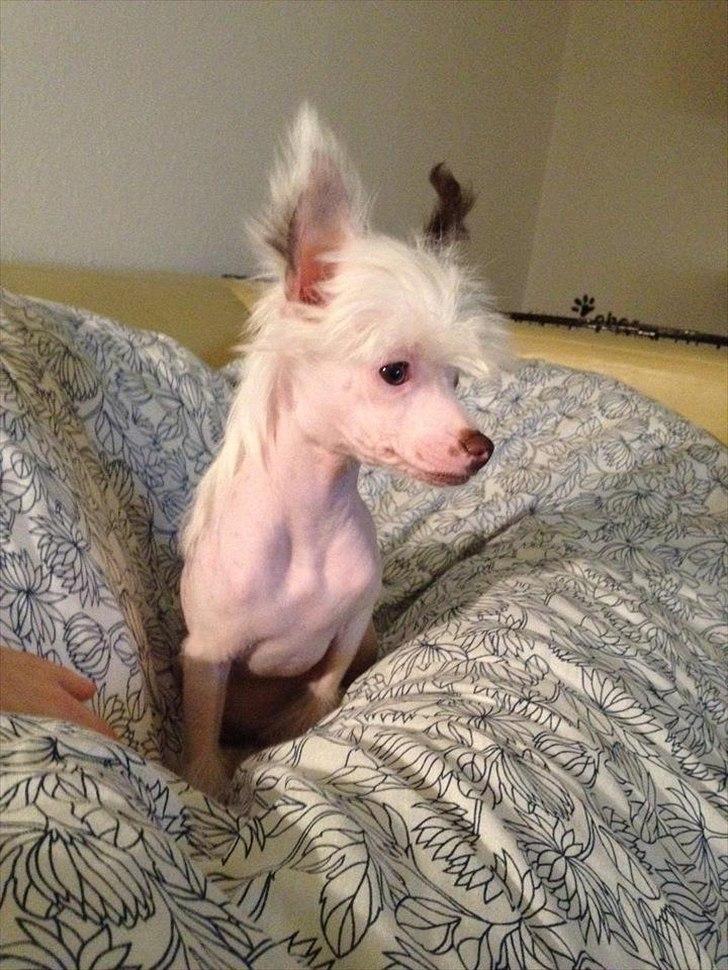 Chinese crested hårløs Chinese By Storm´s Cher billede 14