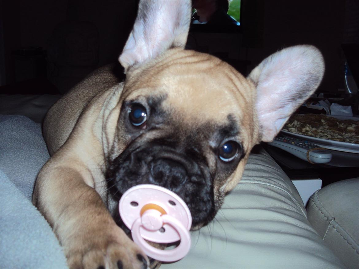 Fransk bulldog Harald - Harald (Lesley Carlas søn)
Harald er "alfahan" nok, til at "bære" en lyserød sut i munden.... billede 1