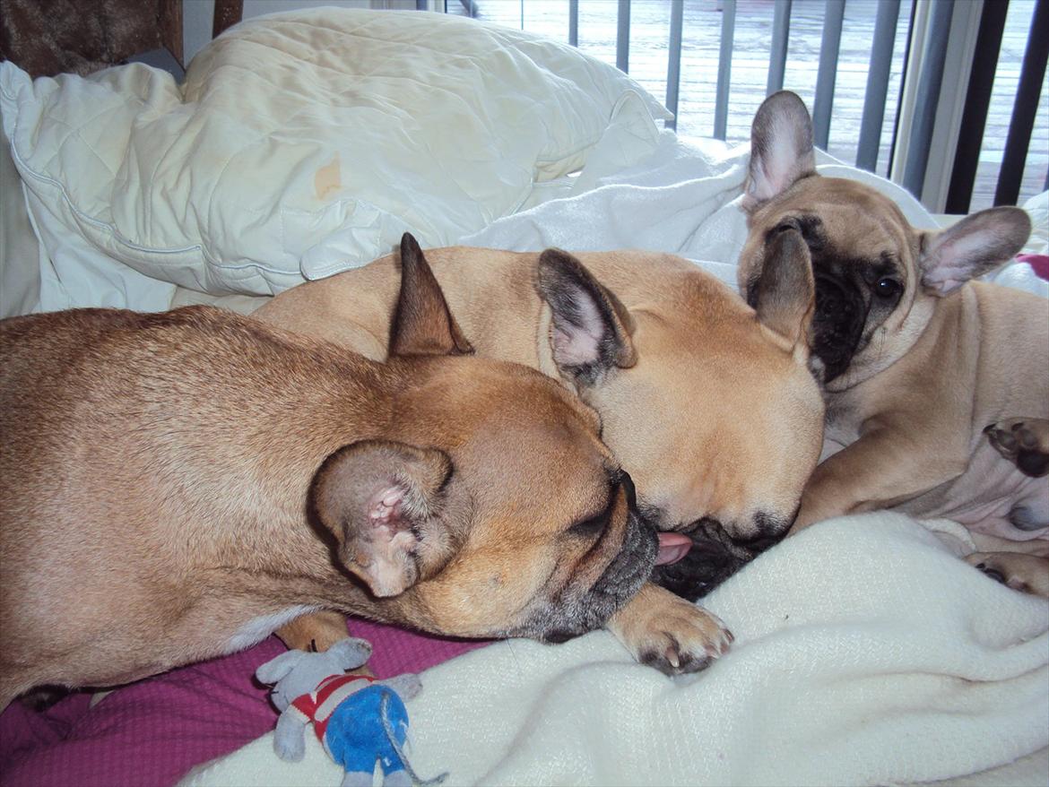 Fransk bulldog Harald - Mor Carla,Moster Molly og Harald billede 2