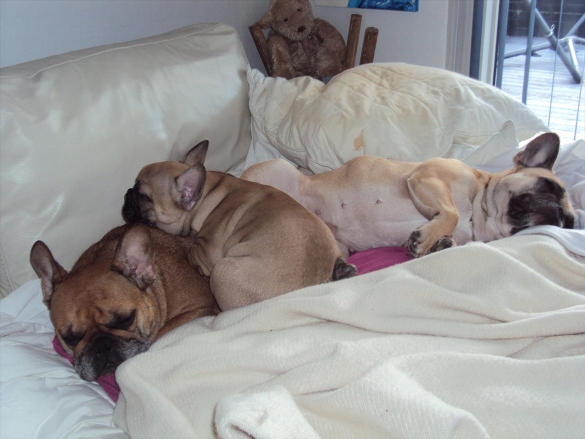 Fransk bulldog Harald - Carla,Harald,Molly...Ikke i sofaen...(det var før vi fik hund, vi havde dén holdning).hehehe billede 3