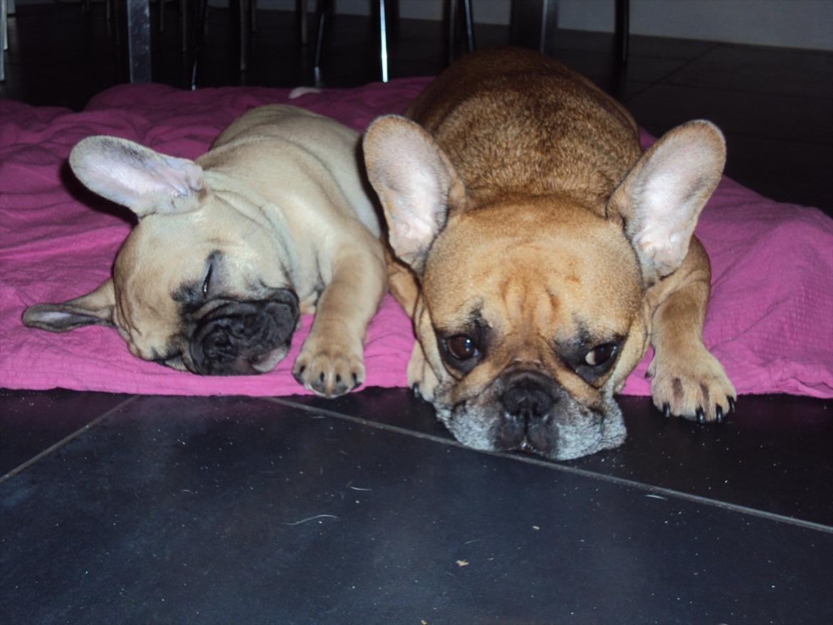 Fransk bulldog Harald - Harald og mor Carla billede 4