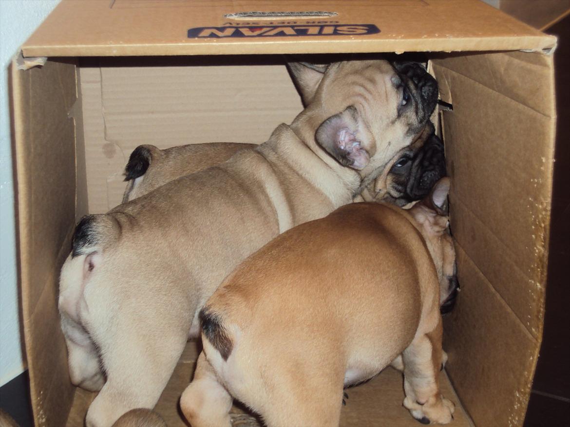 Fransk bulldog Harald - Yderst til venstre, søster Karla,Harald i midten og bror Holger yderst til højre billede 5