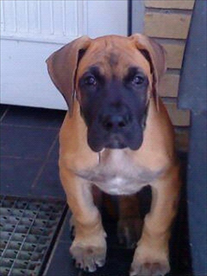 Grand danois Soffi  RIP - Så lille og nuttet billede 14