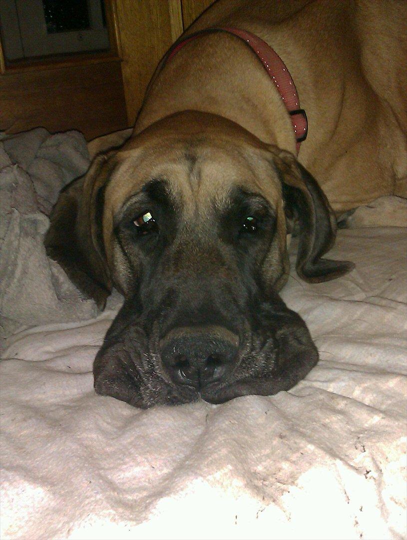 Grand danois Soffi  RIP - Så træt.....   ;) billede 15