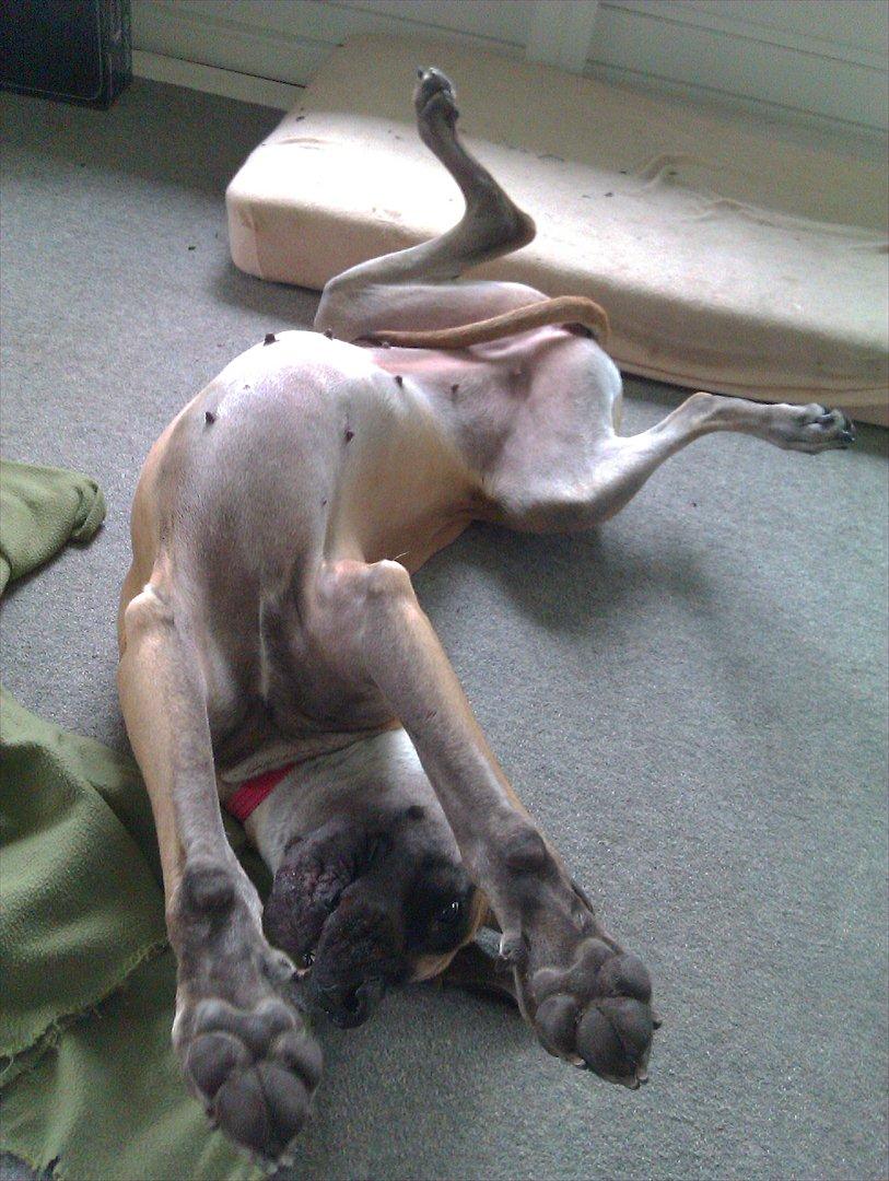 Grand danois Soffi  RIP billede 16