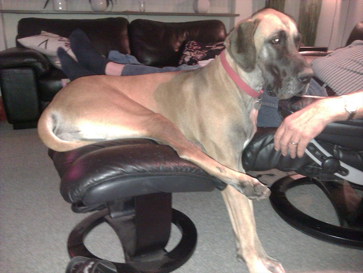 Grand danois Soffi  RIP - Det nærmeste Soffi kommer på at ligge i "sofaen"  :) billede 17