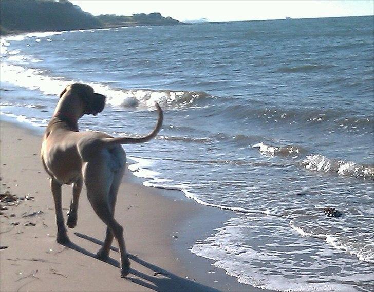 Grand danois Soffi  RIP - En dejlig dag på stranden billede 18