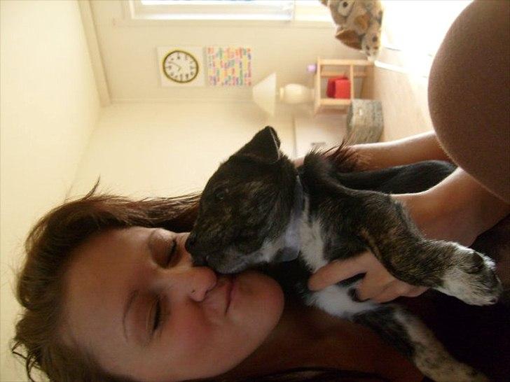 Blanding af racer Mynte billede 7