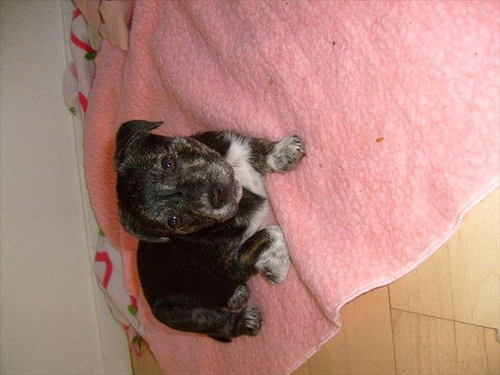 Blanding af racer Mynte billede 9