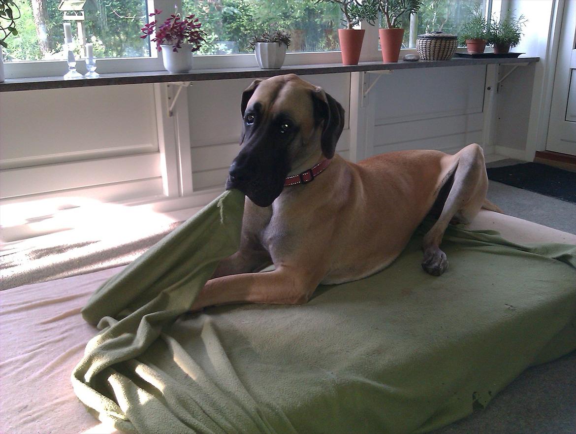 Grand danois Soffi  RIP - Sutteklud?......  Naarjh!!! billede 19