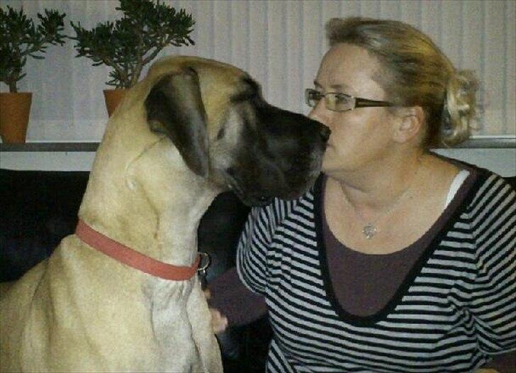 Grand danois Soffi  RIP - Du får lige et kys.... billede 20