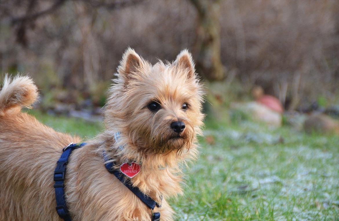 Cairn terrier Sia - Min helt fantastiske lille guldklump <3 billede 3