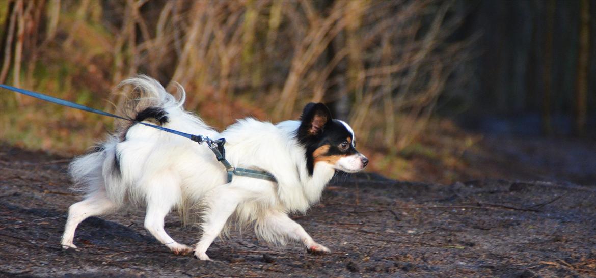 Papillon Kenzo - Wauwm, flot trav ;) billede 5