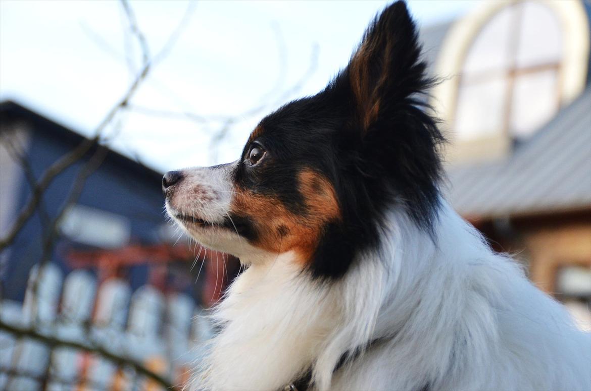 Papillon Kenzo billede 16