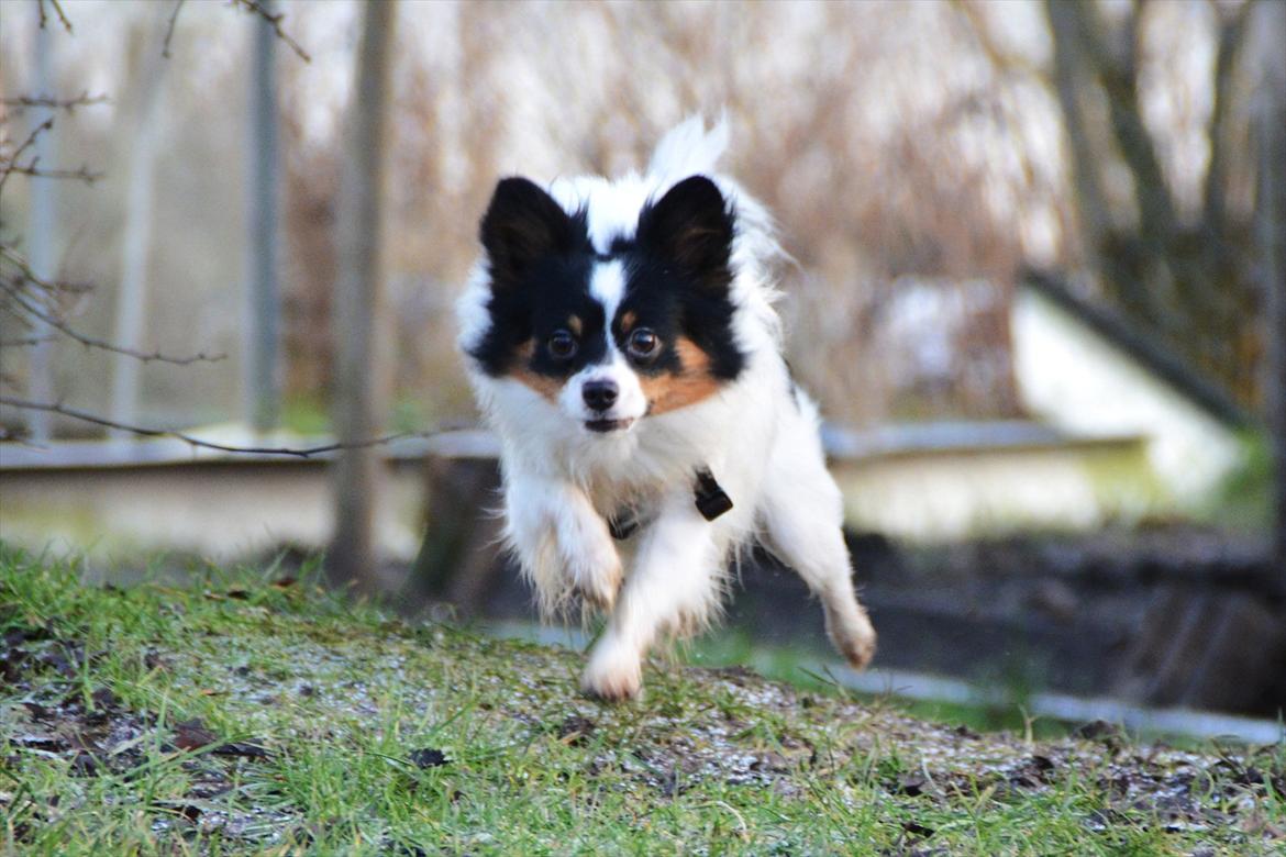 Papillon Kenzo - Kenzo i fuld firspring :D billede 2