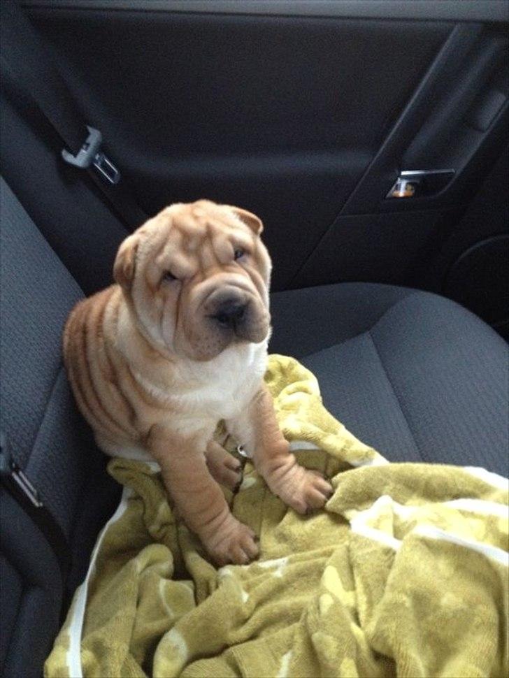 Shar pei Bertha - Da vi hentede hende i Berlin billede 17