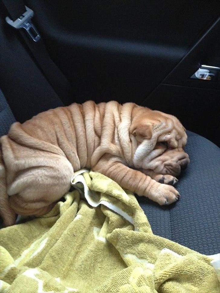 Shar pei Bertha - Træt efter den lange tur fra Rusland. billede 18