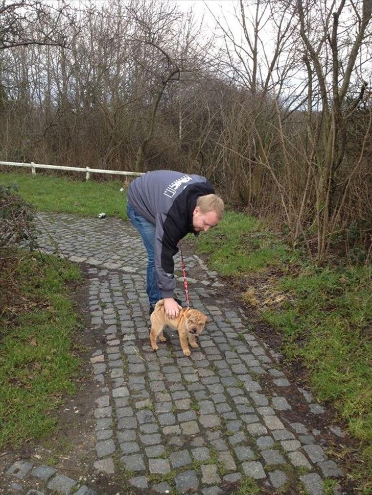 Shar pei Bertha - Ude at tisse på vej hjem fra Rusland billede 19