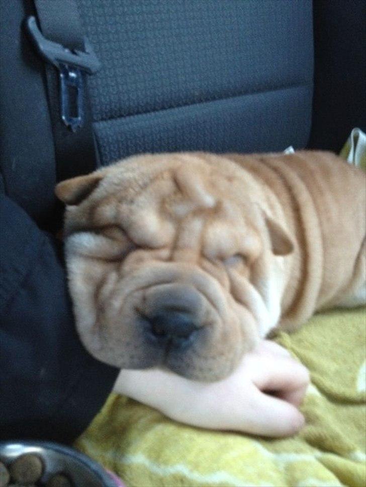 Shar pei Bertha - Sov hele vejen hjem fra Berlin, hun havde så også en tur på 1400 km bag sig. billede 20