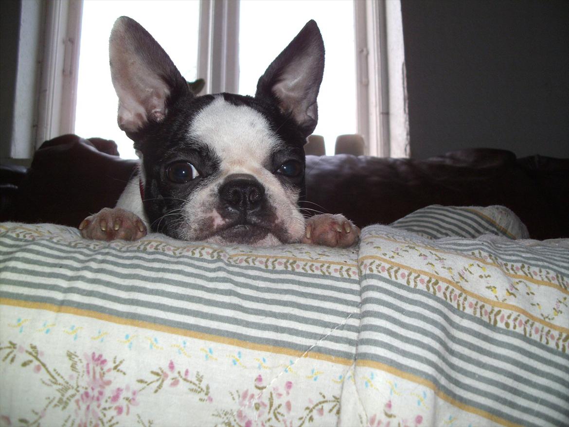 Boston terrier Mynthe billede 1