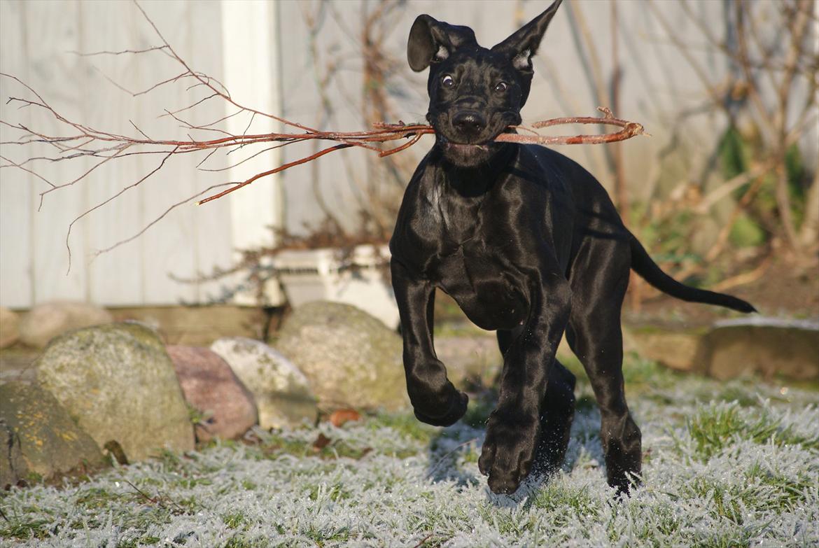 Grand danois *Ziba* billede 18