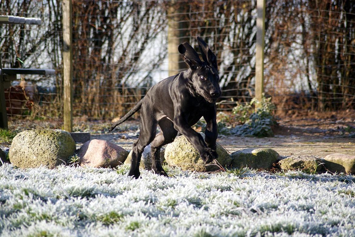 Grand danois *Ziba* billede 19