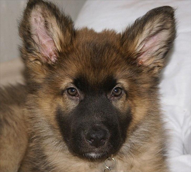 Blanding af racer Chewbacca - Chewbacca - 10½ uge billede 8