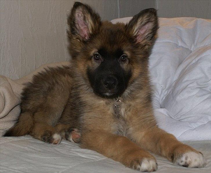 Blanding af racer Chewbacca - Chewbacca - 10½ uge billede 9