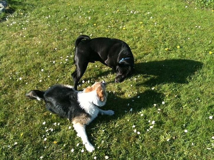 Islandsk fårehund Shiva - Leger med Milo billede 13