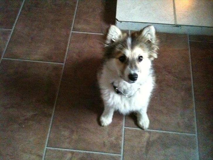 Islandsk fårehund Shiva - mors lille skat, så dejlig :) billede 14