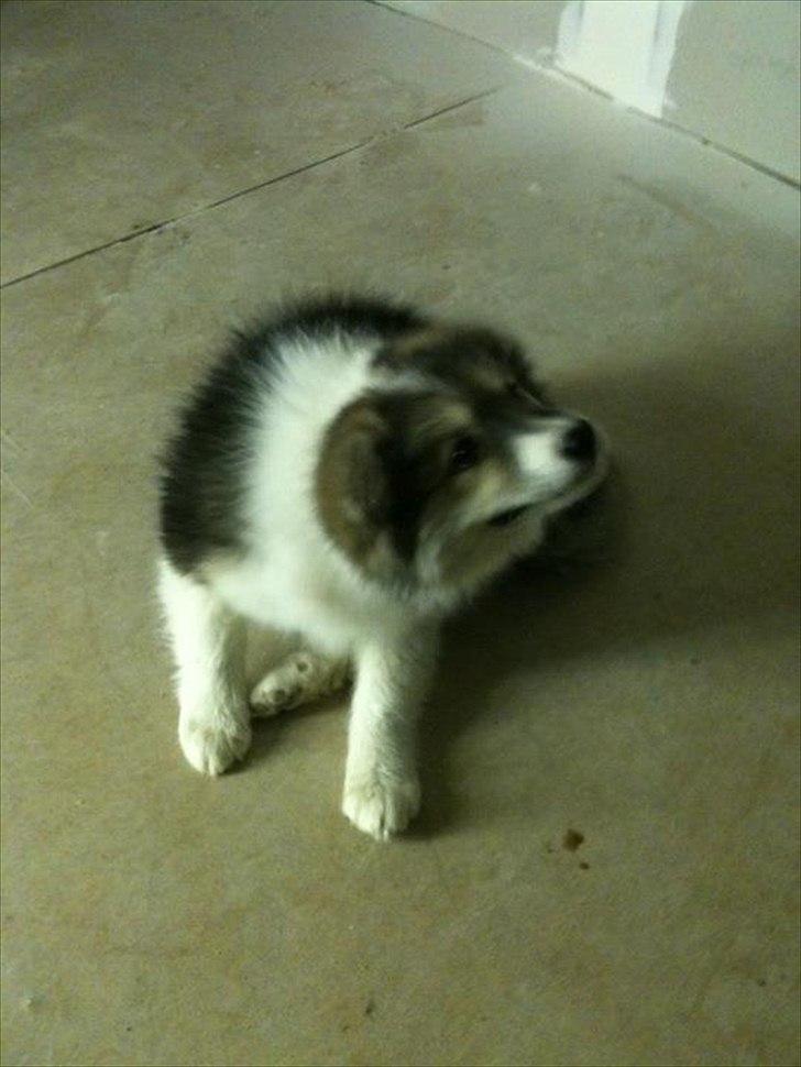 Islandsk fårehund Shiva - uh, det klør.. billede 15