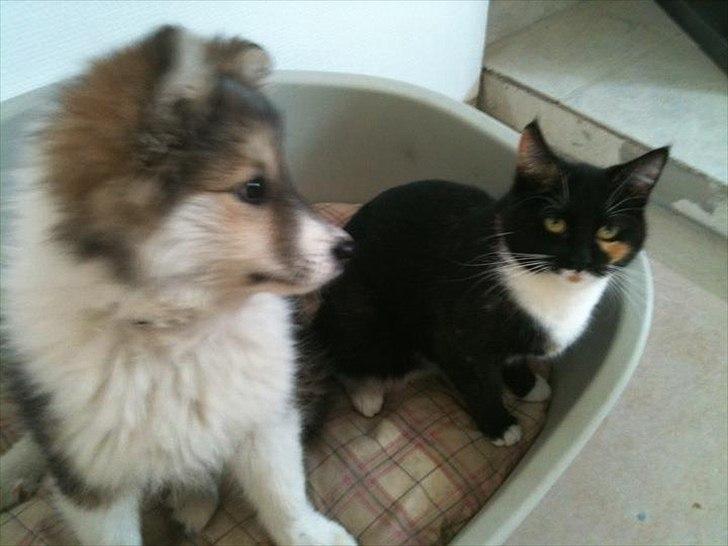 Islandsk fårehund Shiva - deler gerne seng med katten :) billede 16