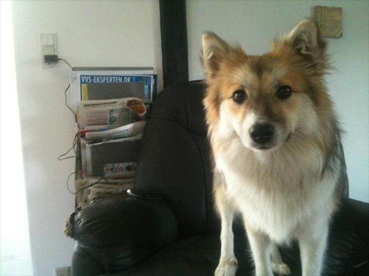 Islandsk fårehund Shiva - smuk og charmerende ;) billede 17