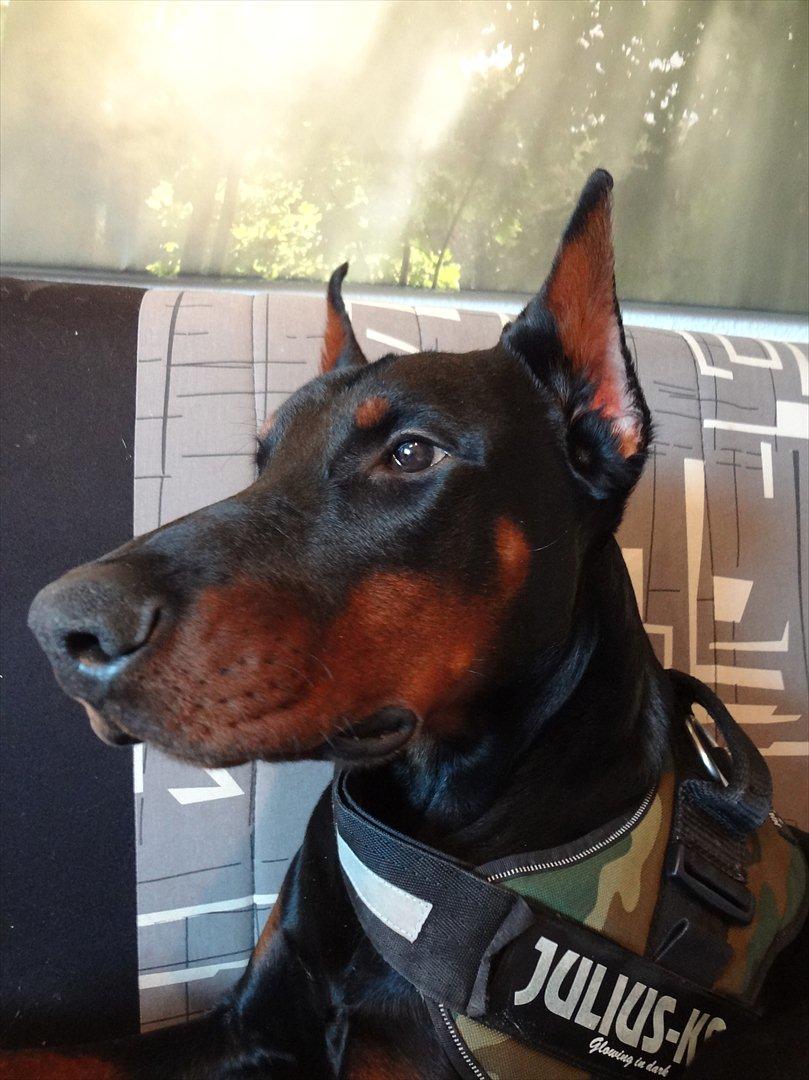 Dobermann Boxie billede 9