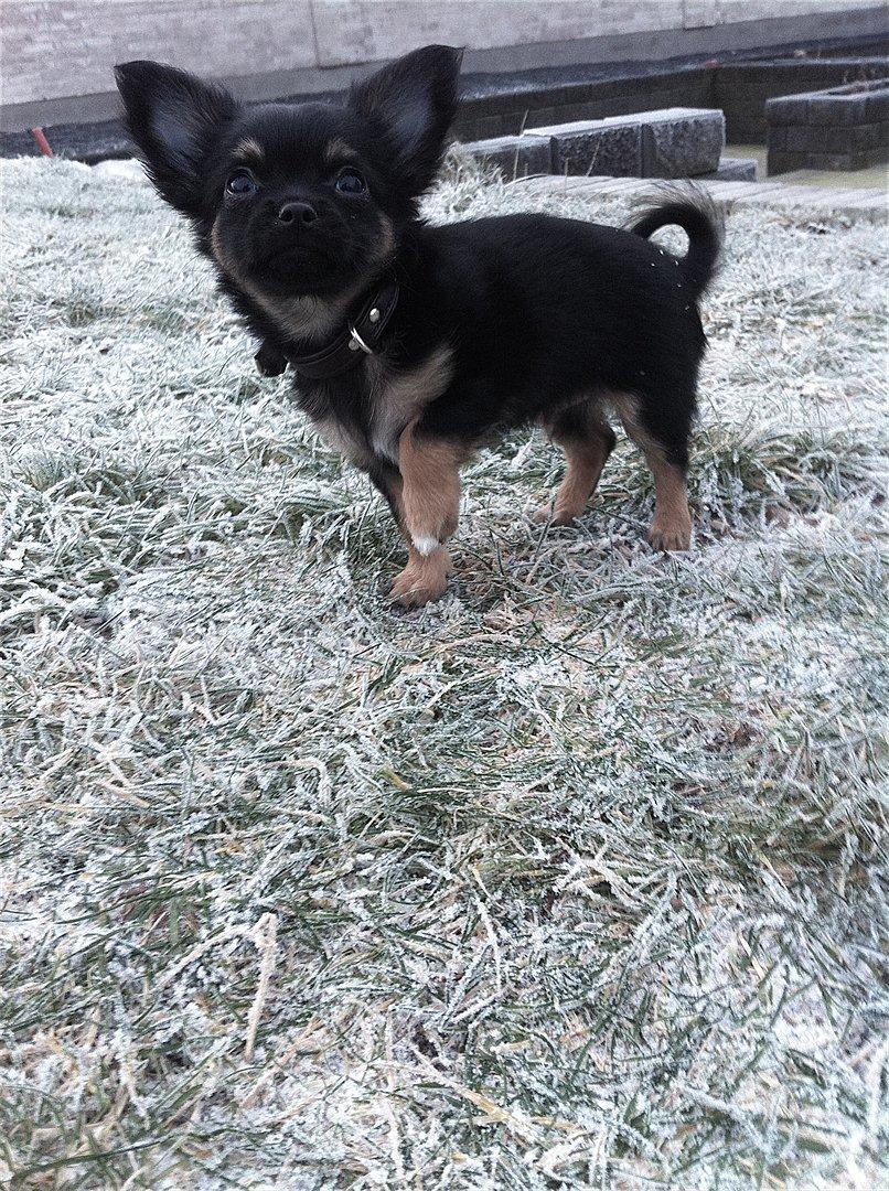 Chihuahua Pablo - Min smuksak :-) 
10 uger  billede 5