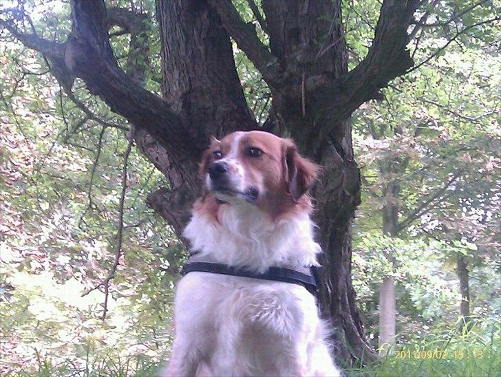 Breton bodil billede 1