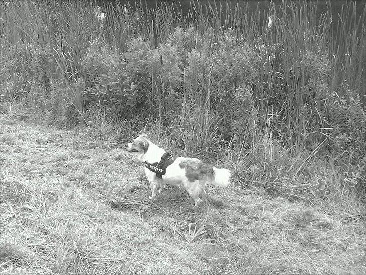 Breton bodil billede 2