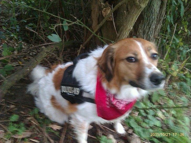 Breton bodil billede 3