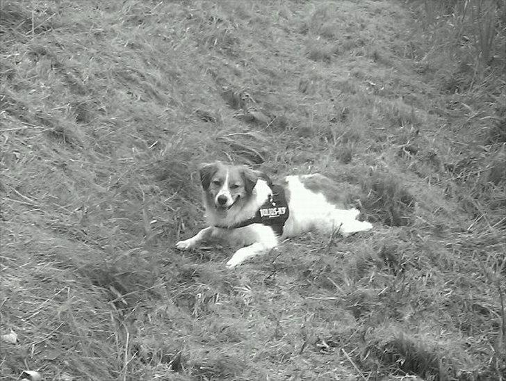 Breton bodil billede 4