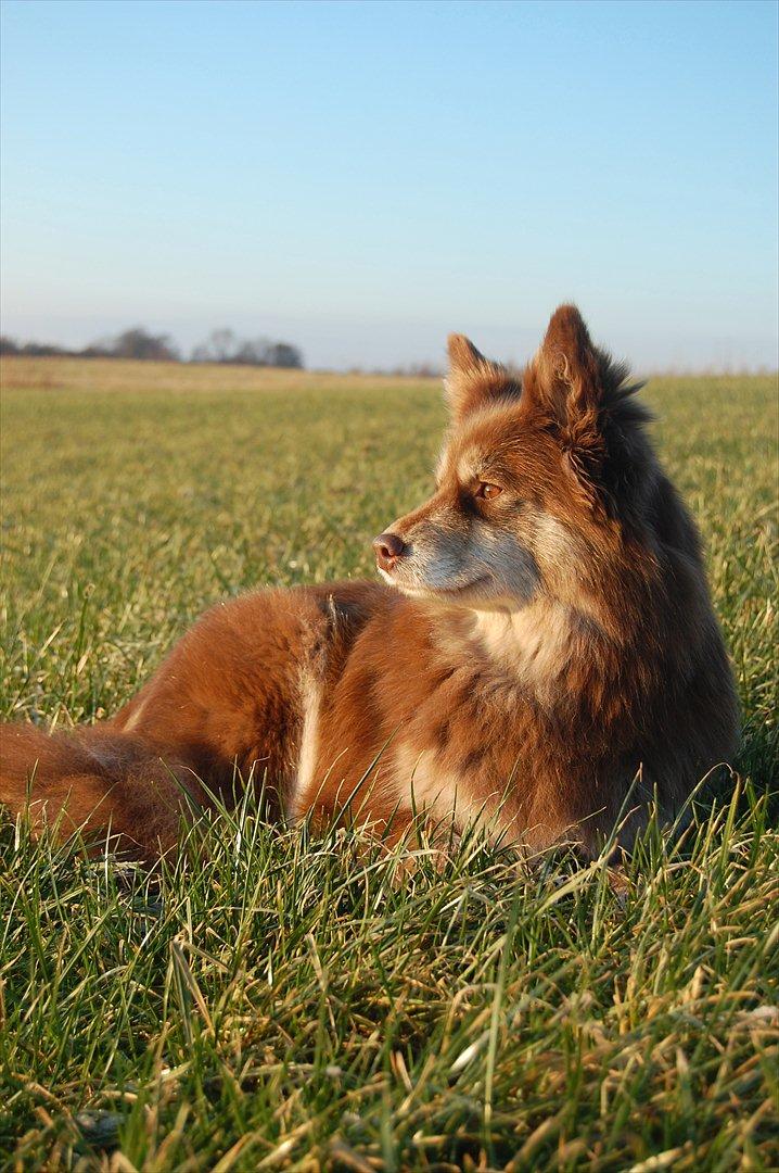 Finsk lapphund Fjällfarmens Qikki - Qira d. 24. Januar 2012 billede 20