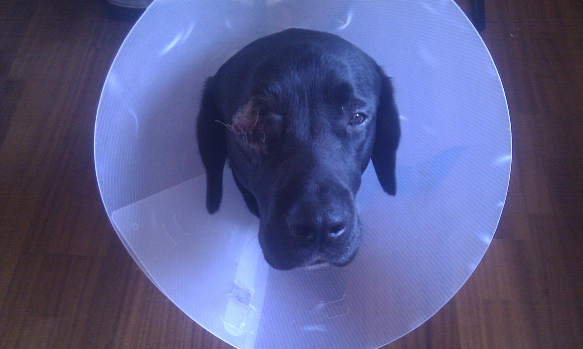 Labrador retriever Basse  - lige efter hjemkomst fra operations bordet.  billede 12