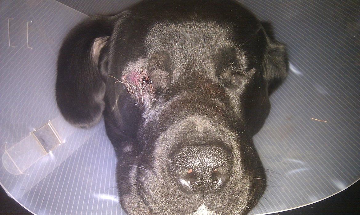Labrador retriever Basse  - ja, manger noget, men nu gør det ik ondt længere..   billede 15