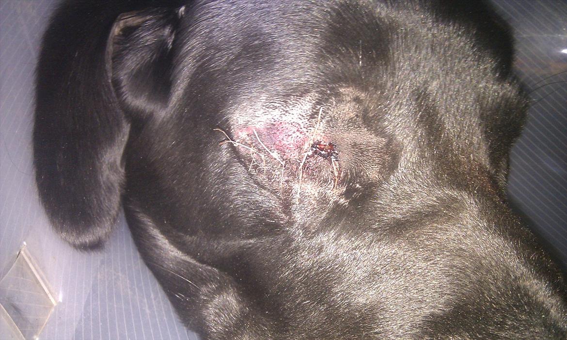 Labrador retriever Basse  billede 16
