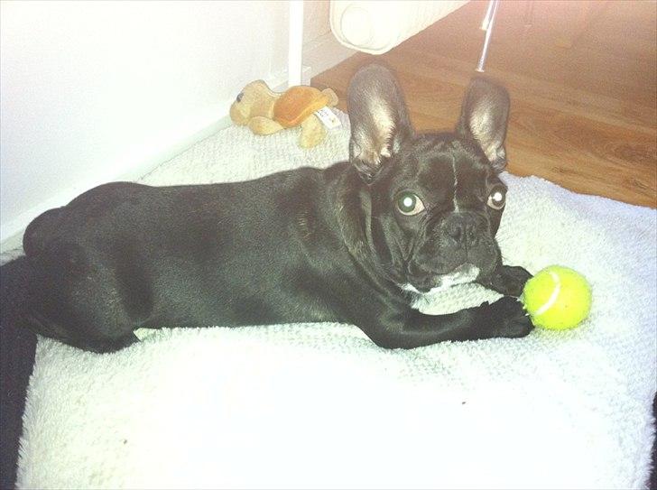 Fransk bulldog Buddy billede 1