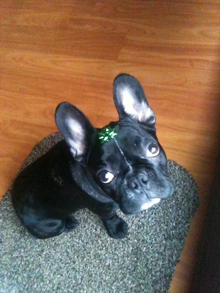 Fransk bulldog Buddy billede 2