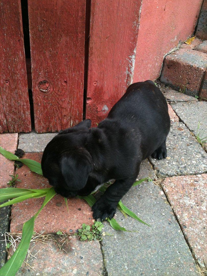 Fransk bulldog Buddy billede 3