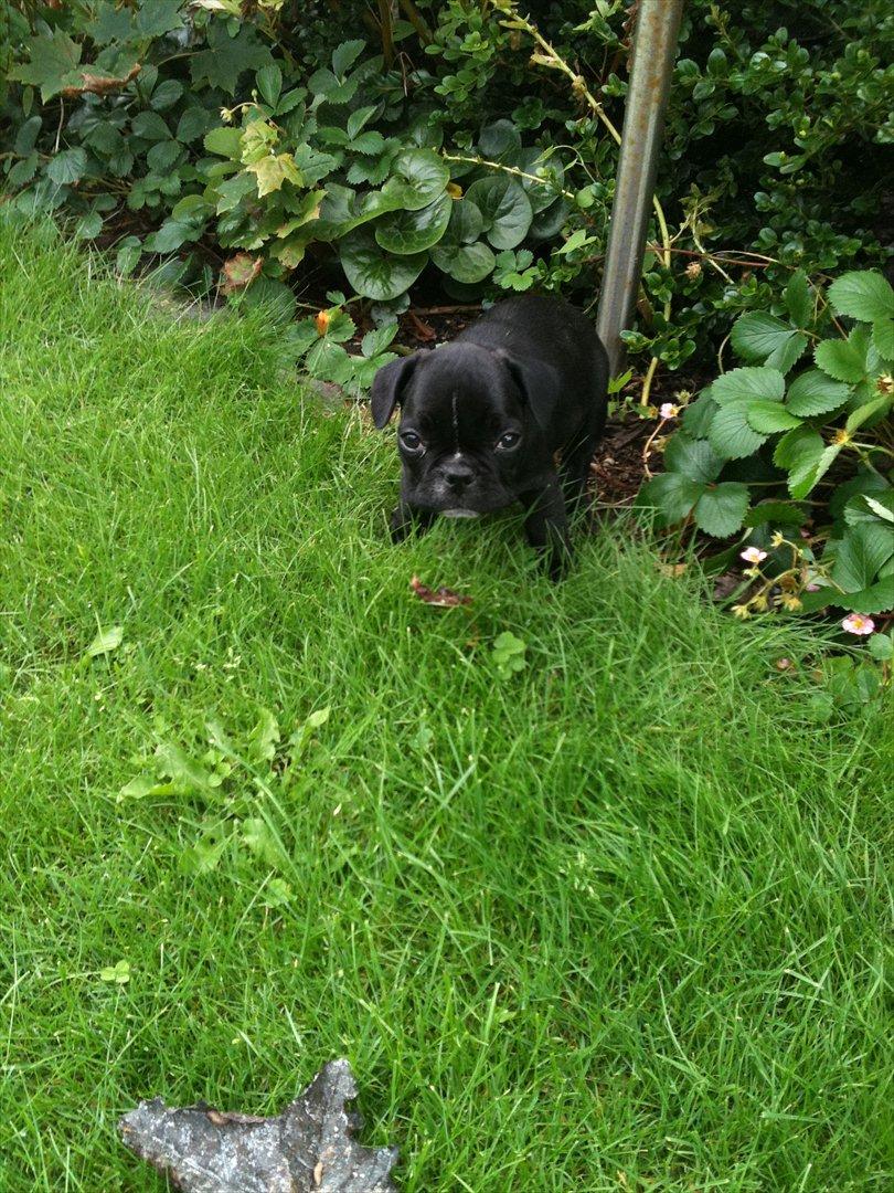 Fransk bulldog Buddy billede 4