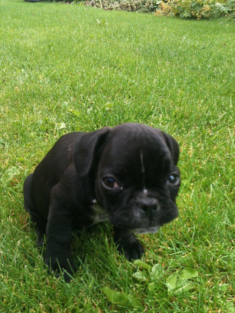 Fransk bulldog Buddy billede 5