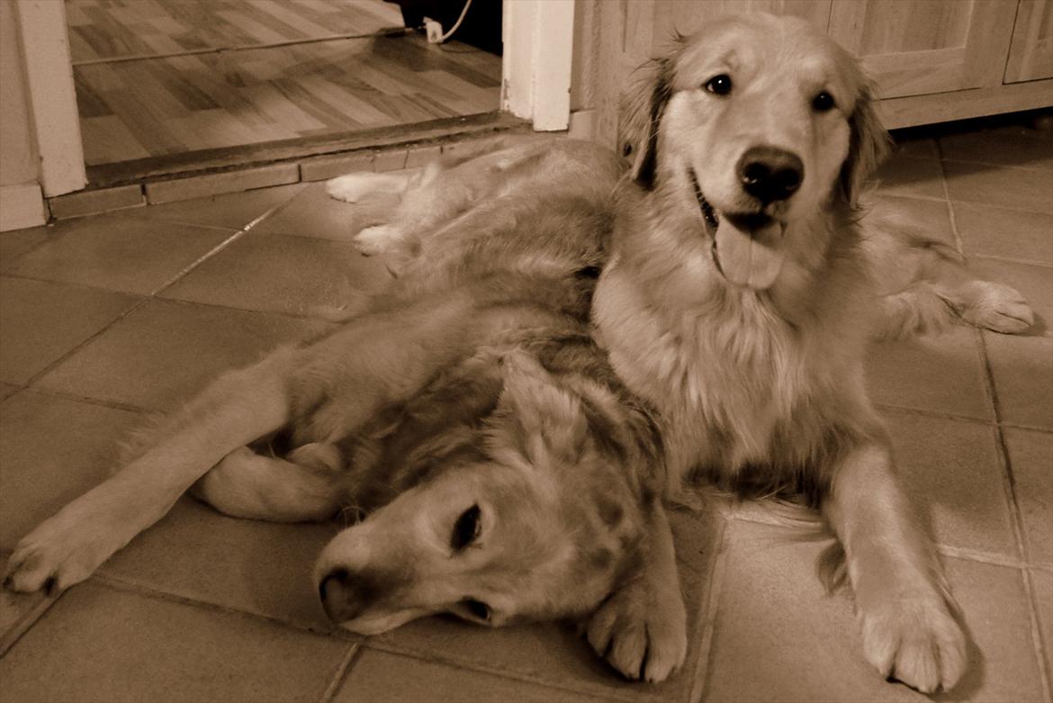 Golden retriever Mille - smukke Mille & Cha Cha

23-01-12 billede 3