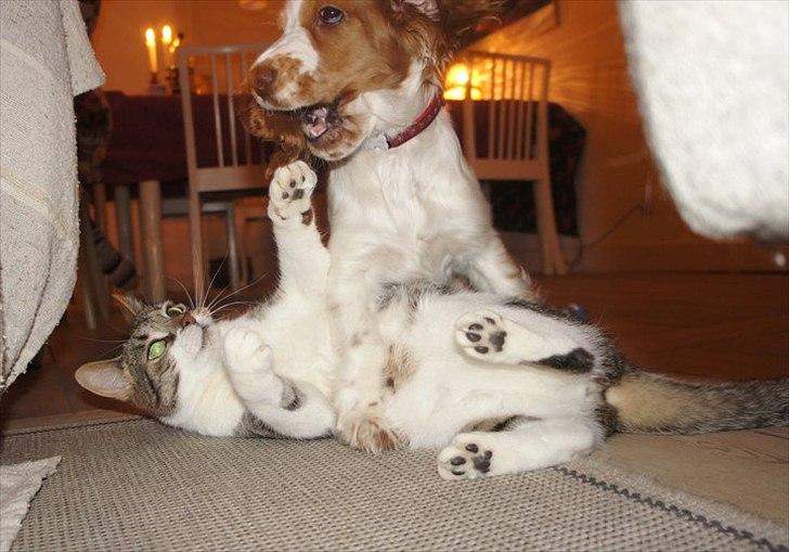 Cocker spaniel Liva billede 11